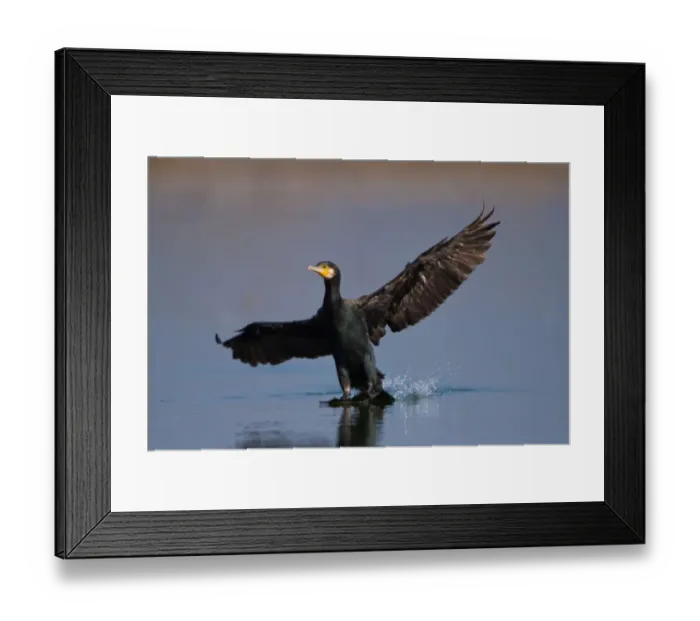 Framed Print : Great Cormorant -Phalacrocorax carbo-, landing, Germany