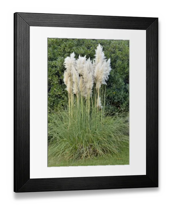 Framed Print : Pampas Grass -Cortaderia sp. -, Canton of Tessin, Switzerland Framed Print : Pampas Grass -Cortaderia sp. -, Canton of Tessin, Switzerland