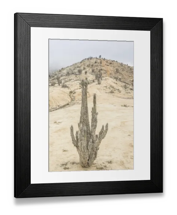 Framed Print : Copao Cactus -Eulychnia breviflora, Eulychnia saint-pieana- covered in lichen, Pan de Azucar National Park, Atacama Region, Chile Framed Print : Copao Cactus -Eulychnia breviflora, Eulychnia saint-pieana- covered in lichen, Pan de Azucar National Park, Atacama Region, Chile