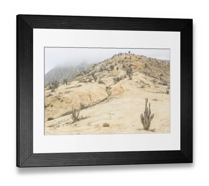 Framed Print : Copao Cacti -Eulychnia breviflora, Eulychnia saint-pieana- covered in lichen, Pan de Azucar National Park, Atacama Region, Chile