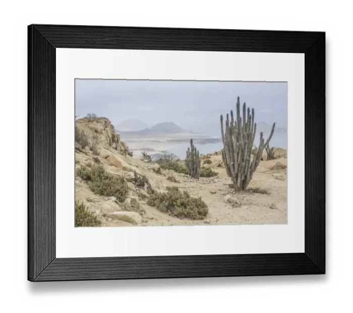 Framed Print : Copao Cactus -Eulychnia breviflora, Eulychnia saint-pieana- covered in lichen, Pan de Azucar National Park, Atacama Region, Chile Framed Print : Copao Cactus -Eulychnia breviflora, Eulychnia saint-pieana- covered in lichen, Pan de Azucar National Park, Atacama Region, Chile