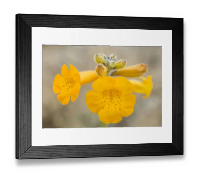 Framed Print : Flower of a Argylia radiata, Pan de Azucar National Park, Atacama Region, Chile Framed Print : Flower of a Argylia radiata, Pan de Azucar National Park, Atacama Region, Chile