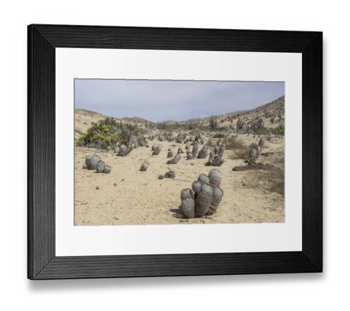 Framed Print : Copiapoa Cacti -Copiapoa columna-albain- growing in a barren landscape, Pan de Azucar National Park, Atacama Region, Chile Framed Print : Copiapoa Cacti -Copiapoa columna-albain- growing in a barren landscape, Pan de Azucar National Park, Atacama Region, Chile