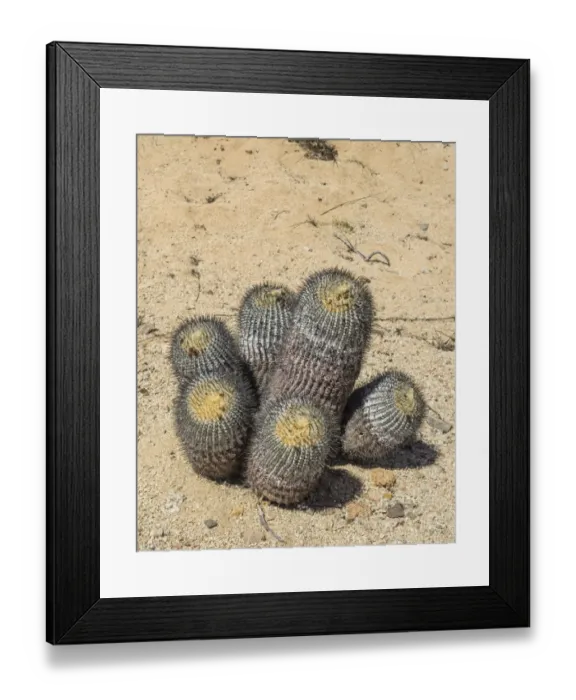 Framed Print : Copiapoa Cactus -Copiapoa columna-albain- growing in a barren landscape, Pan de Azucar National Park, Atacama Region, Chile Framed Print : Copiapoa Cactus -Copiapoa columna-albain- growing in a barren landscape, Pan de Azucar National Park, Atacama Region, Chile