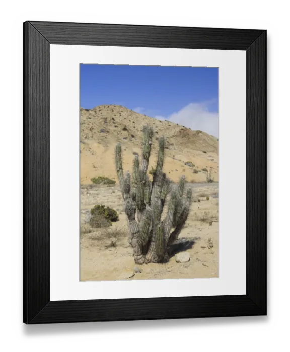 Framed Print : Copao Cactus -Eulychnia breviflora, Eulychnia saint-pieana- covered in lichen, Pan de Azucar National Park, Atacama Region, Chile Framed Print : Copao Cactus -Eulychnia breviflora, Eulychnia saint-pieana- covered in lichen, Pan de Azucar National Park, Atacama Region, Chile