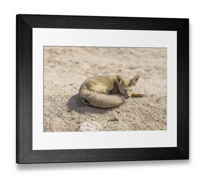 Framed Print : Andean Fox or Culpeo -Lycalopex culpaeus-, Atacama Region, Chile Framed Print : Andean Fox or Culpeo -Lycalopex culpaeus-, Atacama Region, Chile