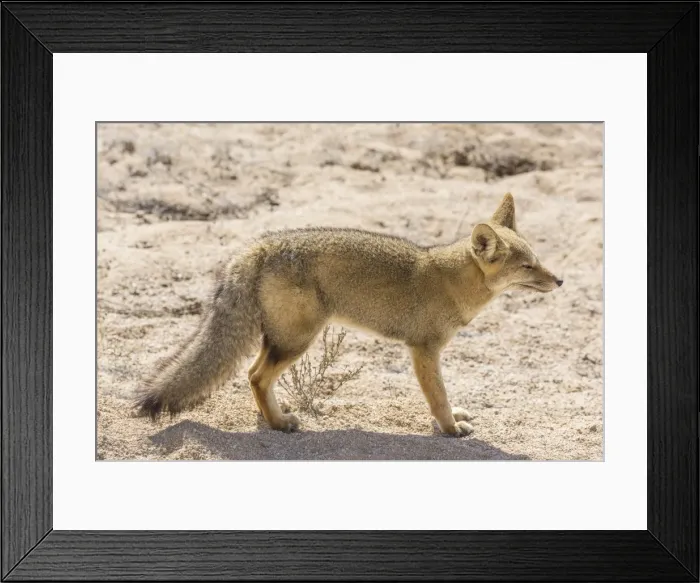 Framed Print : Andean Fox or Culpeo -Lycalopex culpaeus-, Atacama Region, Chile Framed Print : Andean Fox or Culpeo -Lycalopex culpaeus-, Atacama Region, Chile