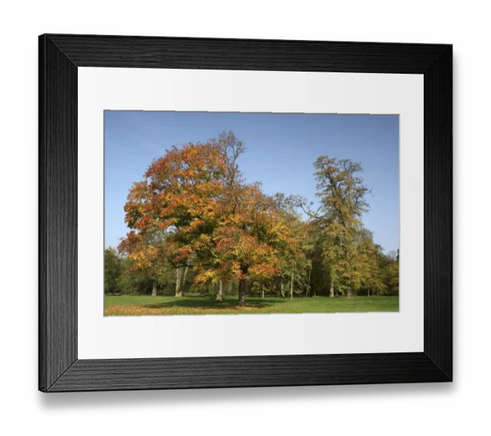 Framed Print : Autumn in the recreation area at Decksteiner Weiher lake, Cologne, North Rhine-Westphalia, Germany, Europe Framed Print : Autumn in the recreation area at Decksteiner Weiher lake, Cologne, North Rhine-Westphalia, Germany, Europe