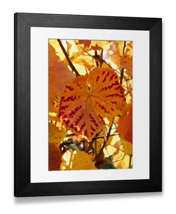 Framed Print : Vines, vine leaves in autumn colours, vineyard on Ahrsteig mountain, Ehlinger Ley, Ahr valley near Ehlingen, Heimersheim, Bad Neuenahr, Rhineland-Palatinate, Germany, Europe Framed Print : Vines, vine leaves in autumn colours, vineyard on Ahrsteig mountain, Ehlinger Ley, Ahr valley near Ehlingen, Heimersheim, Bad Neuenahr, Rhineland-Palatinate, Germany, Europe