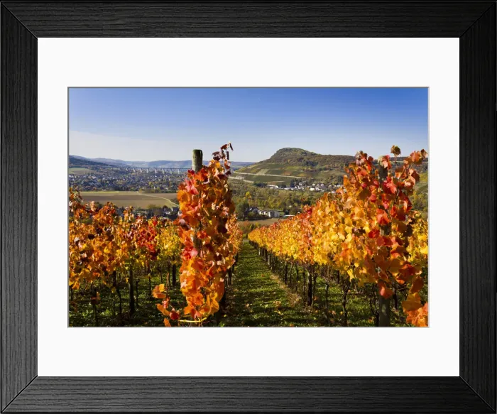 Framed Print : Vines, vine leaves in autumn colours, vineyard on Ahrsteig mountain, Ehlinger Ley, Ahr valley near Ehlingen, Heimersheim, Bad Neuenahr, Rhineland-Palatinate, Germany, Europe Framed Print : Vines, vine leaves in autumn colours, vineyard on Ahrsteig mountain, Ehlinger Ley, Ahr valley near Ehlingen, Heimersheim, Bad Neuenahr, Rhineland-Palatinate, Germany, Europe