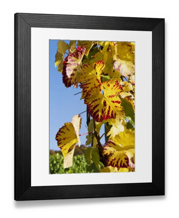 Framed Print : Vines, vine leaves in autumn colours, vineyard on Ahrsteig mountain, Ehlinger Ley, Ahr valley near Ehlingen, Heimersheim, Bad Neuenahr, Rhineland-Palatinate, Germany, Europe Framed Print : Vines, vine leaves in autumn colours, vineyard on Ahrsteig mountain, Ehlinger Ley, Ahr valley near Ehlingen, Heimersheim, Bad Neuenahr, Rhineland-Palatinate, Germany, Europe