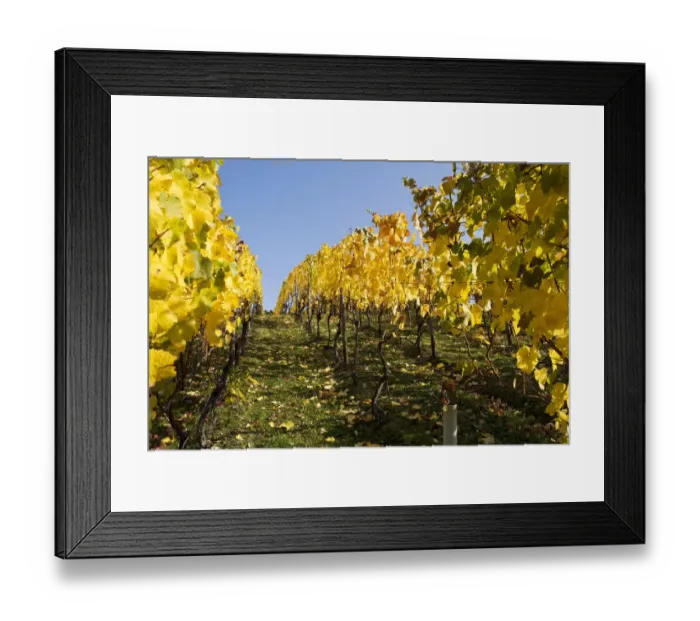 Framed Print : Vines, vine leaves in autumn colours, vineyard on Ahrsteig mountain, Ehlinger Ley, Ahr valley near Ehlingen, Heimersheim, Bad Neuenahr, Rhineland-Palatinate, Germany, Europe Framed Print : Vines, vine leaves in autumn colours, vineyard on Ahrsteig mountain, Ehlinger Ley, Ahr valley near Ehlingen, Heimersheim, Bad Neuenahr, Rhineland-Palatinate, Germany, Europe