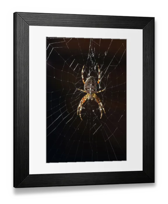 Framed Print : European Garden Spider, Diadem Spider or Cross Orbweaver -Araneus diadematus- in a web, Stuttgart, Baden-Wuerttemberg, Germany, Europe Framed Print : European Garden Spider, Diadem Spider or Cross Orbweaver -Araneus diadematus- in a web, Stuttgart, Baden-Wuerttemberg, Germany, Europe