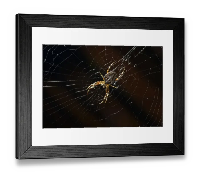 Framed Print : European Garden Spider, Diadem Spider or Cross Orbweaver -Araneus diadematus- in a web, Stuttgart, Baden-Wuerttemberg, Germany, Europe Framed Print : European Garden Spider, Diadem Spider or Cross Orbweaver -Araneus diadematus- in a web, Stuttgart, Baden-Wuerttemberg, Germany, Europe