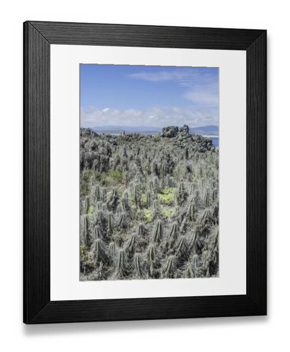 Framed Print : Cacti covered in lichen on Damas Island, Coquimbo Region, Chile Framed Print : Cacti covered in lichen on Damas Island, Coquimbo Region, Chile