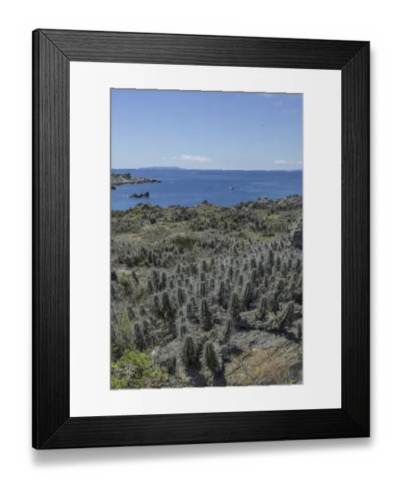 Framed Print : Cacti covered in lichen on Damas Island, Coquimbo Region, Chile Framed Print : Cacti covered in lichen on Damas Island, Coquimbo Region, Chile