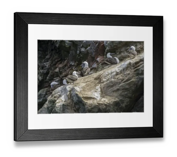 Framed Print : Peruvian booby -Sula variegata-, Coquimbo Region, Chile Framed Print : Peruvian booby -Sula variegata-, Coquimbo Region, Chile