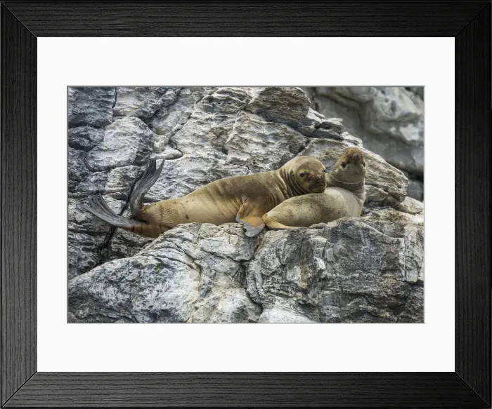 Framed Print : South American sea lions -Otaria flavescens-, Coquimbo Region, Chile Framed Print : South American sea lions -Otaria flavescens-, Coquimbo Region, Chile