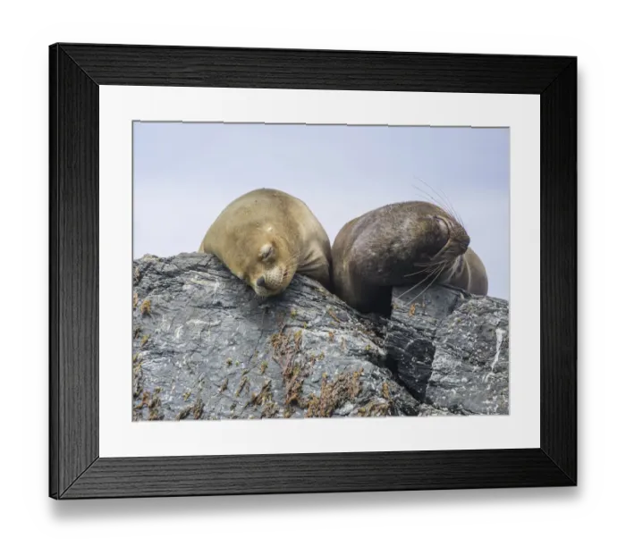 Framed Print : South American sea lions -Otaria flavescens-, Coquimbo Region, Chile Framed Print : South American sea lions -Otaria flavescens-, Coquimbo Region, Chile