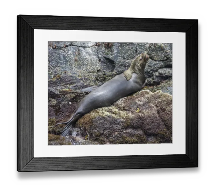 Framed Print : South American sea lion -Otaria flavescens-, Coquimbo Region, Chile Framed Print : South American sea lion -Otaria flavescens-, Coquimbo Region, Chile
