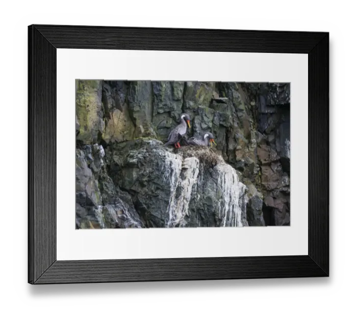 Framed Print : Red-legged cormorant -Phalacrocorax gaimardi- on nest, Coquimbo Region, Chile Framed Print : Red-legged cormorant -Phalacrocorax gaimardi- on nest, Coquimbo Region, Chile