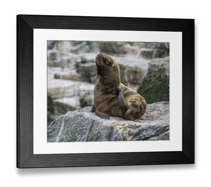 Framed Print : South American sea lion -Otaria flavescens-, Coquimbo Region, Chile Framed Print : South American sea lion -Otaria flavescens-, Coquimbo Region, Chile