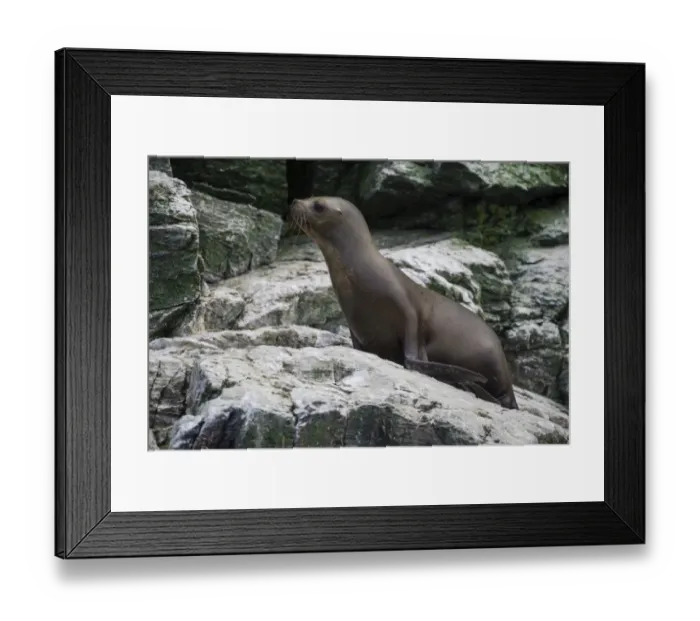 Framed Print : South American sea lion -Otaria flavescens-, Coquimbo Region, Chile Framed Print : South American sea lion -Otaria flavescens-, Coquimbo Region, Chile