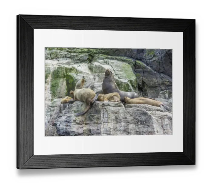 Framed Print : South American sea lions -Otaria flavescens-, Coquimbo Region, Chile Framed Print : South American sea lions -Otaria flavescens-, Coquimbo Region, Chile
