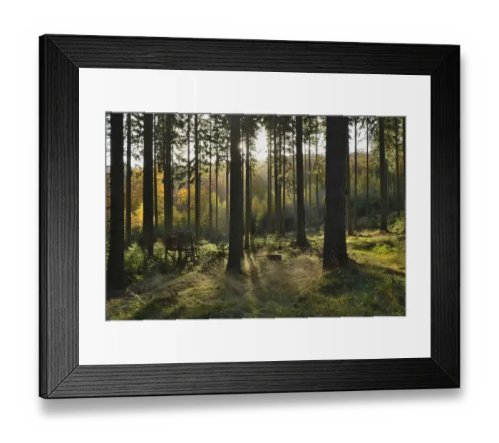 Framed Print : Raised hide in the spruce forest