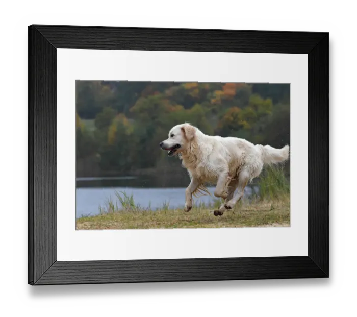 Framed Print : Golden Retriever -Canis lupus familiaris-, male dog running, in autumn