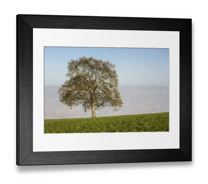 Framed Print : High fog with autumnal tree at Rorschacherberg, Lake Constance, Switzerland, Europe Framed Print : High fog with autumnal tree at Rorschacherberg, Lake Constance, Switzerland, Europe