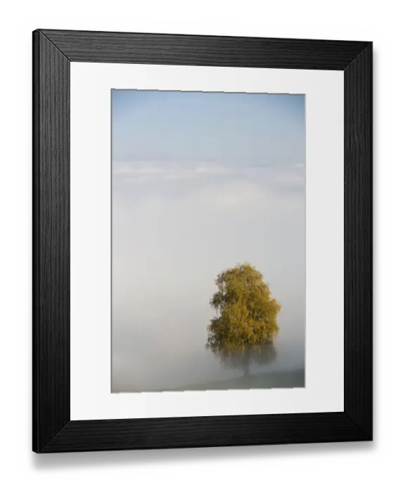 Framed Print : Fog with autumnal tree on at Rorschacherberg, Switzerland, Europe Framed Print : Fog with autumnal tree on at Rorschacherberg, Switzerland, Europe