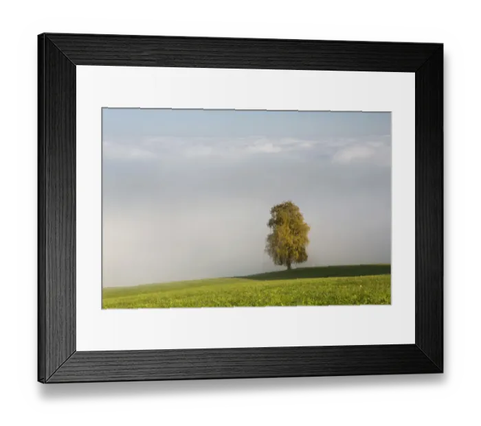 Framed Print : Fog with autumnal tree at Rorschacherberg, Lake Constance, Switzerland, Europe Framed Print : Fog with autumnal tree at Rorschacherberg, Lake Constance, Switzerland, Europe