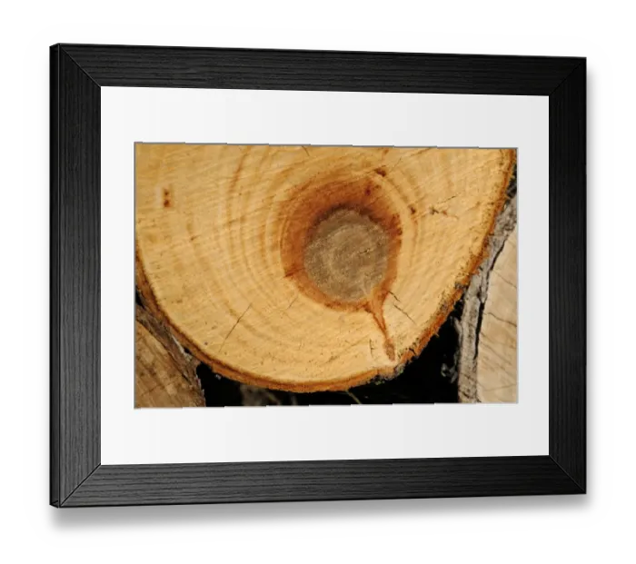 Framed Print : Sawed tree trunk with annual rings Framed Print : Sawed tree trunk with annual rings
