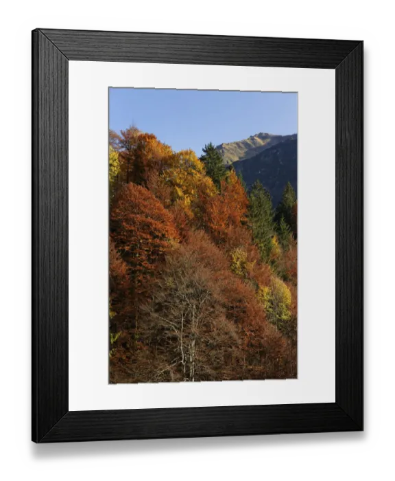 Framed Print : Autumnal mixed forest, Hoelltobel valley, community of Oberstdorf, Upper Allgaeu, Allgaeu, Swabia, Bavaria, Germany, Europe, Allgau, Bad Soden-Salm, Bavaria, Germany Framed Print : Autumnal mixed forest, Hoelltobel valley, community of Oberstdorf, Upper Allgaeu, Allgaeu, Swabia, Bavaria, Germany, Europe, Allgau, Bad Soden-Salm, Bavaria, Germany