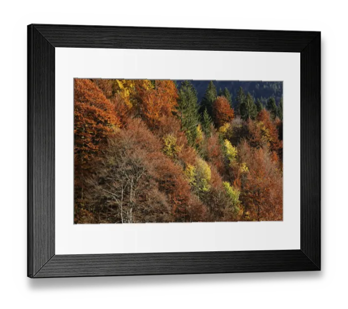 Framed Print : Autumnal mixed forest at Hoelltobel, community of Oberstdorf, Upper Allgaeu, Allgaeu, Swabia, Bavaria, Germany, Europe, Oberstdorf, Bavaria, Germany