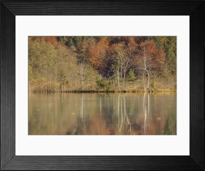 Framed Print : Autumn forest with its reflection in Almsee lake, Gruenau im Almtal, Upper Austria, Austria Framed Print : Autumn forest with its reflection in Almsee lake, Gruenau im Almtal, Upper Austria, Austria