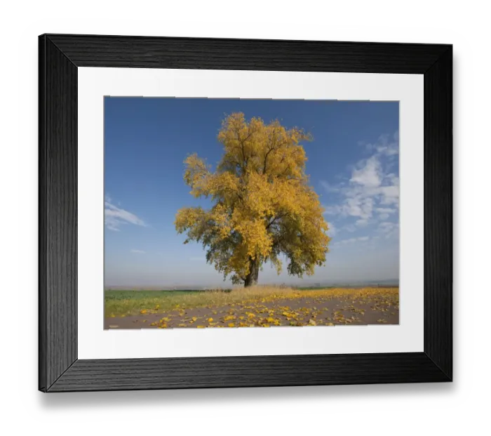 Framed Print : Poplar tree -Populus sp. - In autumn, Thuringia, Germany Framed Print : Poplar tree -Populus sp. - In autumn, Thuringia, Germany