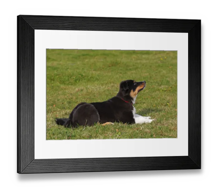 Framed Print : Australian Shepherd Black Tri puppy, male, lying down Framed Print : Australian Shepherd Black Tri puppy, male, lying down