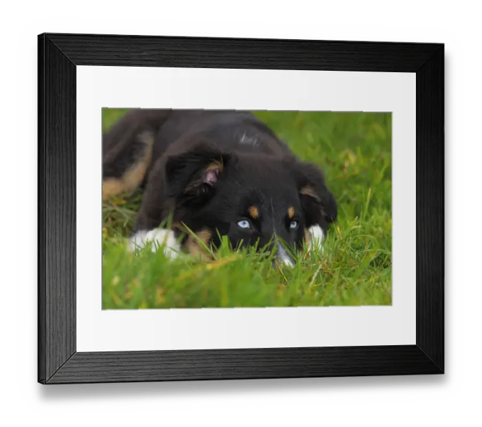 Framed Print : Australian Shepherd Black Tri puppy, male, with blue eyes