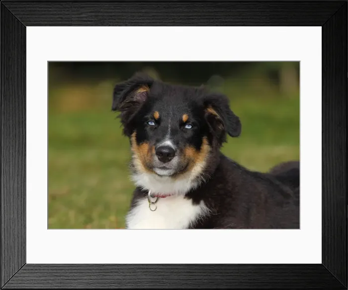 Framed Print : Australian Shepherd dog, black tricolor, puppy with blue eyes