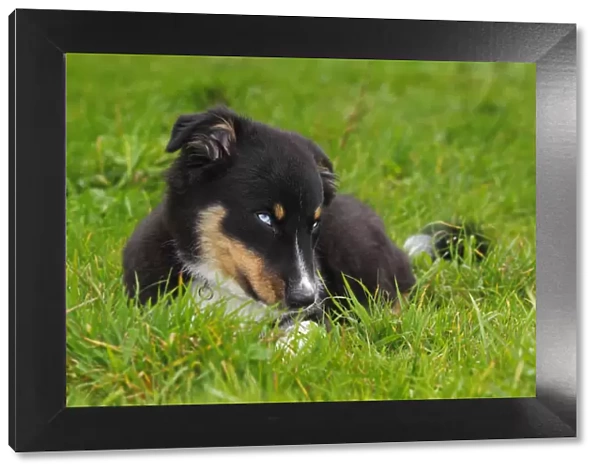 Australian Shepherd dog, black tricolor, puppy with blue eyes