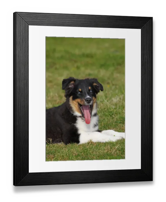 Framed Print : Australian Shepherd dog, black tricolor, puppy with blue eyes