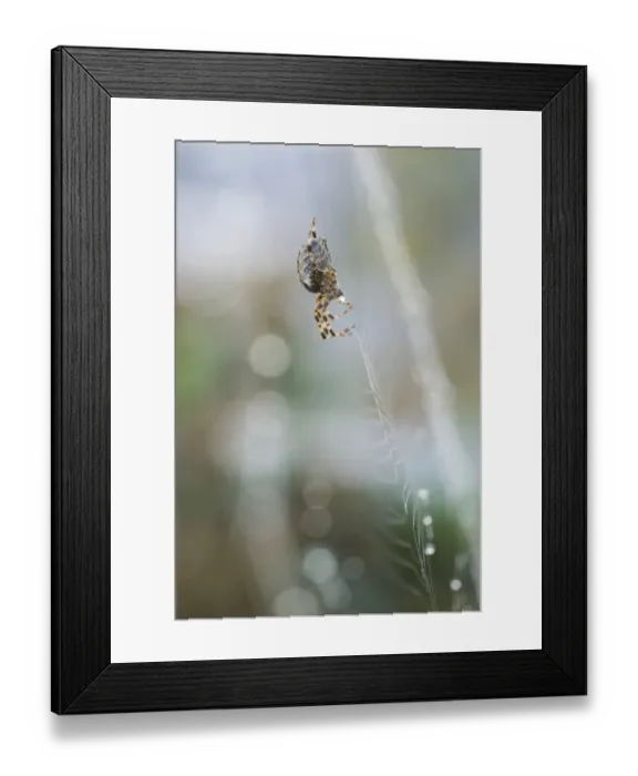 Framed Print : Common orb-web spider -Araneus sp. - on its web, Konstanz, Baden-Wuerttemberg, Germany, Europe Framed Print : Common orb-web spider -Araneus sp. - on its web, Konstanz, Baden-Wuerttemberg, Germany, Europe