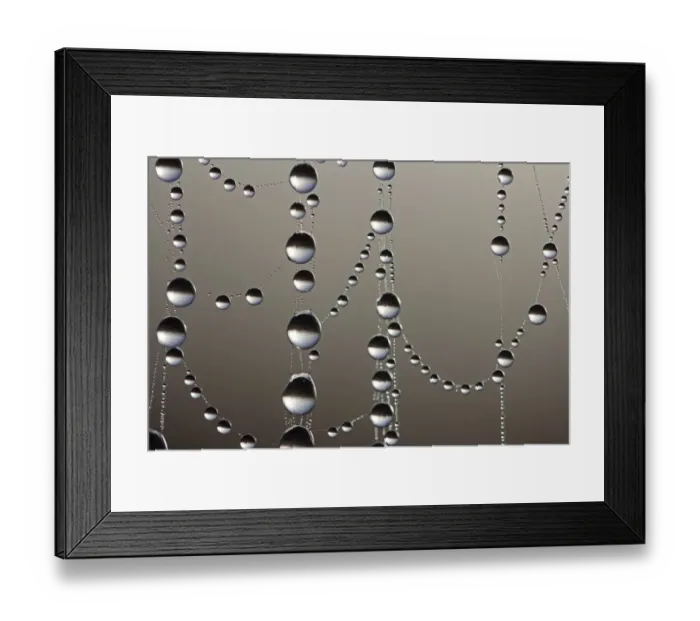 Framed Print : Cobweb with dew drops, macro shot Framed Print : Cobweb with dew drops, macro shot
