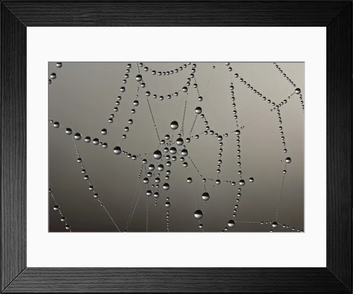 Framed Print : Cobweb with dew drops Framed Print : Cobweb with dew drops