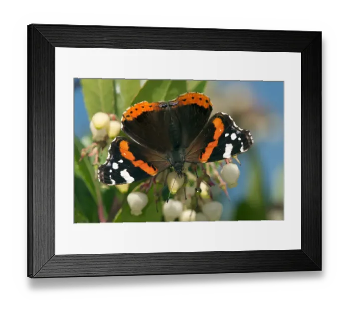 Framed Print : Red Admiral butterfly -Vanessa atalanta-, female, Geneva, Canton of Geneva, Switzerland Framed Print : Red Admiral butterfly -Vanessa atalanta-, female, Geneva, Canton of Geneva, Switzerland