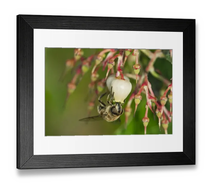 Framed Print : Short-tongued Hoverfly -Villa spec. - drinking from a flower of the Western Strawberry Tree -Arbutus unedo-, Europa, Switzerland Framed Print : Short-tongued Hoverfly -Villa spec. - drinking from a flower of the Western Strawberry Tree -Arbutus unedo-, Europa, Switzerland