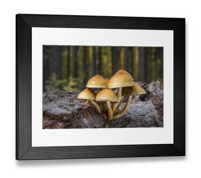Framed Print : Golden Scalycap -Pholiota aurivellus- on the trunk of a beech, Thuringia, Germany Framed Print : Golden Scalycap -Pholiota aurivellus- on the trunk of a beech, Thuringia, Germany