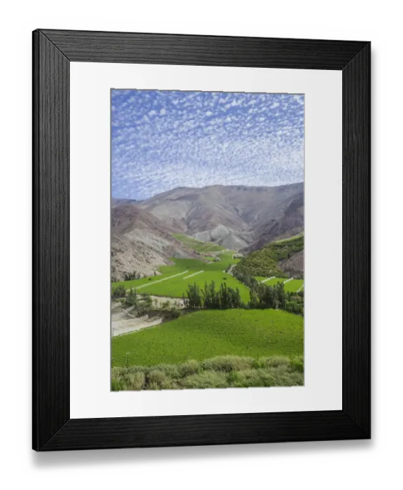 Framed Print : Vineyards in the Valle del Elqui, Vicuna, Region de Coquimbo, Chile Framed Print : Vineyards in the Valle del Elqui, Vicuna, Region de Coquimbo, Chile
